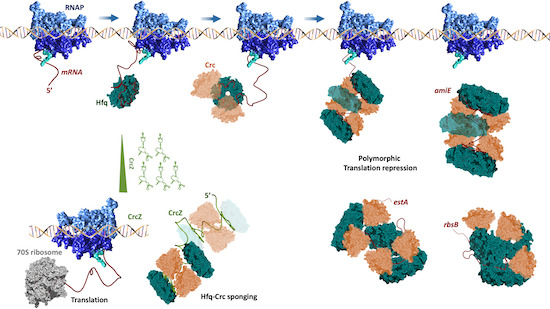 The EMBO Journal (@embojournal) on Twitter photo How does bacterial RNA #chaperone #Hfq regulate numerous different mRNAs and processes?
#CryoEM by <a href="/TDendooven/">TomDendooven</a> Ben Luisi <a href="/Cambridge_Uni/">Cambridge University</a> and collaborators shows assembly into distinct polymorphic #ribonucleoprotein complexes as basis
embopress.org/doi/10.15252/e⦠How does bacterial RNA #chaperone #Hfq regulate numerous different mRNAs and processes?
#CryoEM by <a href="/TDendooven/">TomDendooven</a> Ben Luisi <a href="/Cambridge_Uni/">Cambridge University</a> and collaborators shows assembly into distinct polymorphic #ribonucleoprotein complexes as basis
embopress.org/doi/10.15252/eā¦