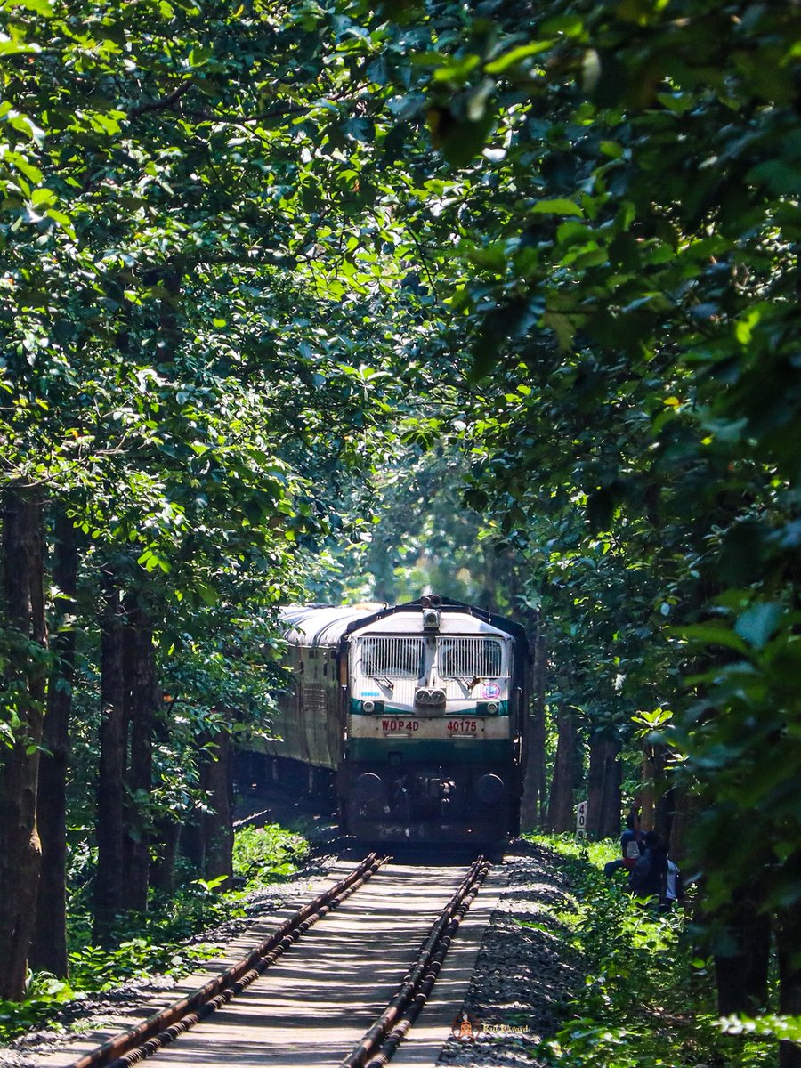 _Railwizard_'s tweet photo. Path Through Nature 🛤️
40175 GOC's green #WDP4D pulling 06468 Nilambur Road - Shoranur Jn Passenger approaching Melattur Railway Station amidst Green Shade #train #in #nature @propgt14 under @DRMPalakkad judiciary 🤩 @GMSRailway https://t.co/cCtpDs6ljM