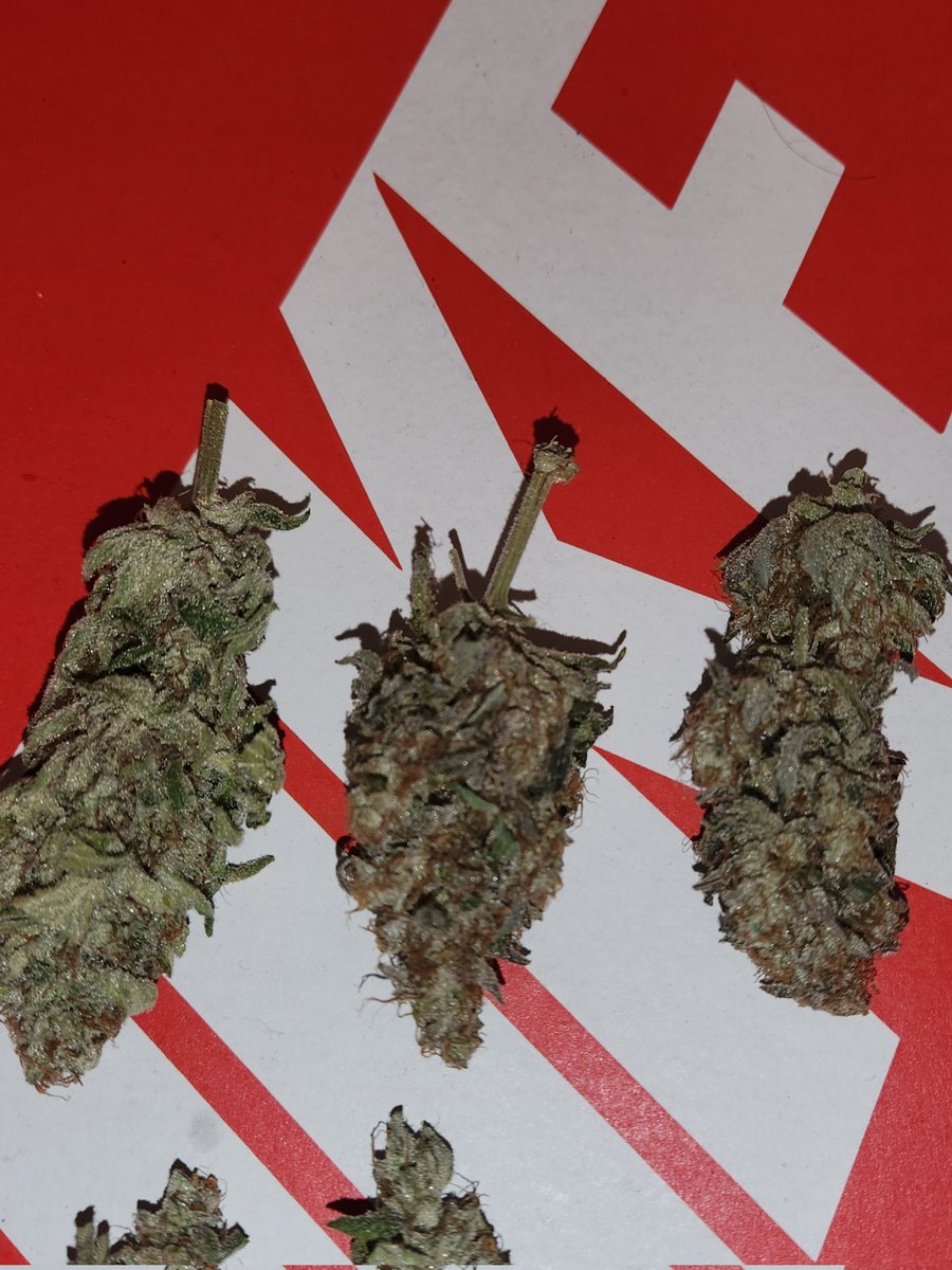 Chimera42o's tweet photo. Finally Godfather OG harvested and dried ready for Cure @BombSeeds beautiful nuggets so dense . Very different phenos, though, which is always nice to have. #CannabisCommunity #Mmemberville #bombseeds #growyourown #homegrown https://t.co/vIfU9uPQv7
