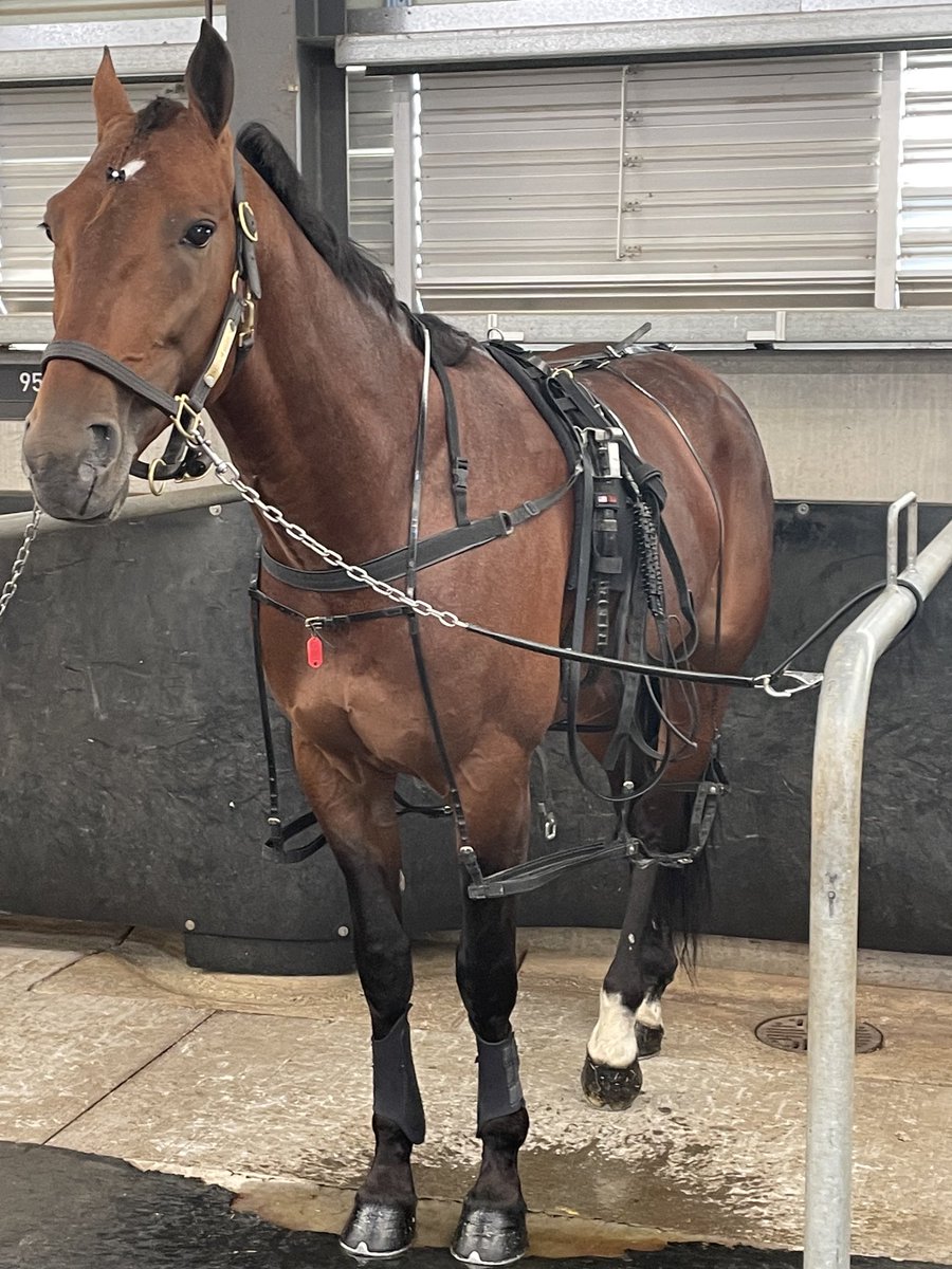 Sue Murray (@racer_sue) on Twitter photo Fantastic for our boy Idyllic to notch up another win. We are so happy to have him back at the races. Huge thanks to <a href="/TonkinStewart/">TonkinStewartRacing</a> for all the hard work they have done with him and another great drive by <a href="/ChrisAlford5000/">Chris Alford</a>. Congrats to fellow owners.#gobondi Fantastic for our boy Idyllic to notch up another win. We are so happy to have him back at the races. Huge thanks to <a href="/TonkinStewart/">TonkinStewartRacing</a> for all the hard work they have done with him and another great drive by <a href="/ChrisAlford5000/">Chris Alford</a>. Congrats to fellow owners.#gobondi