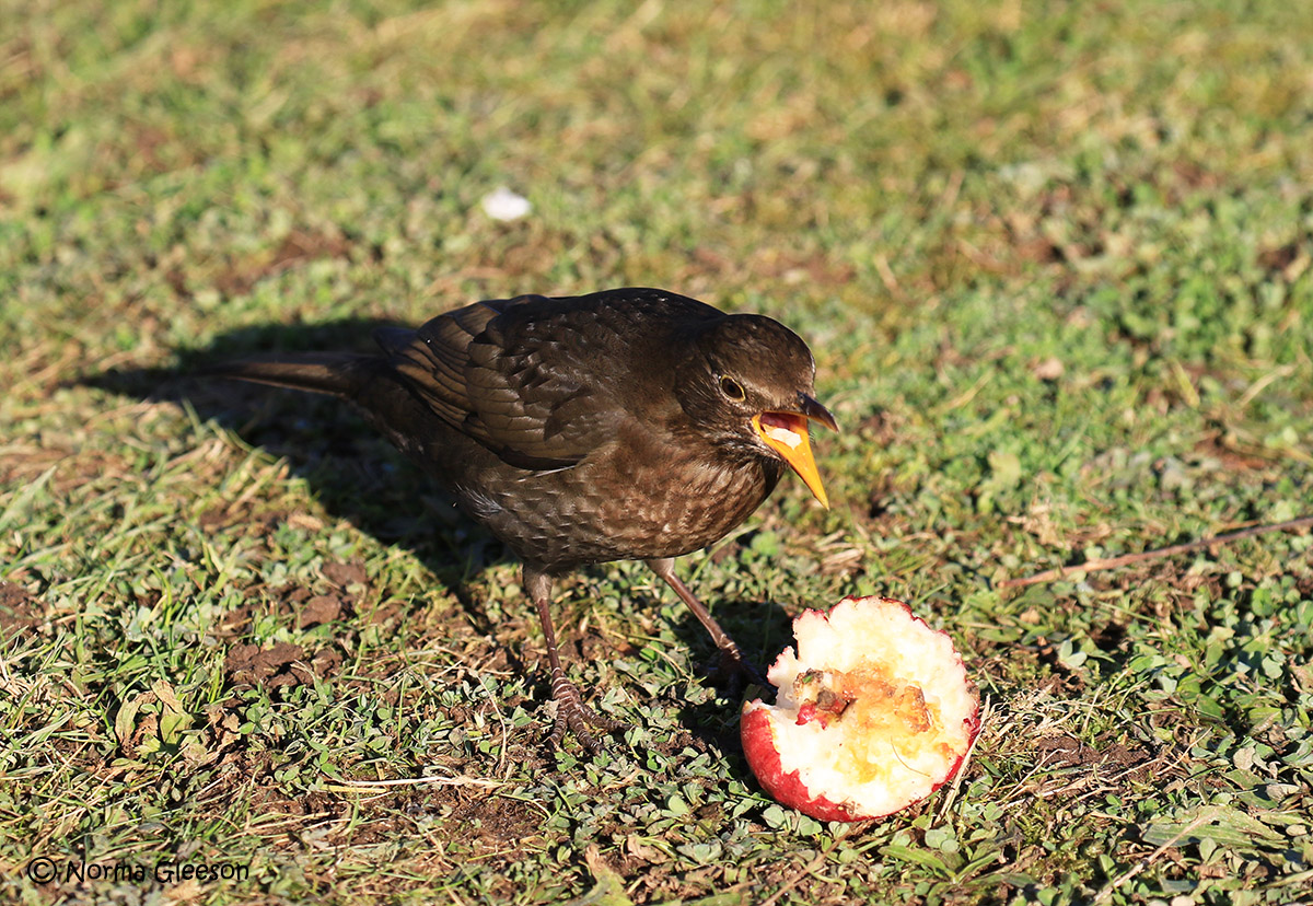 Norma Gleeson tweet media