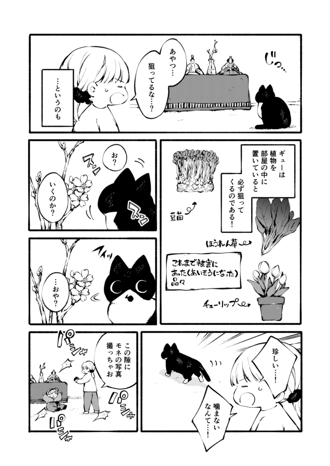 植物を飾りたい人間
vs.
植物を襲いたい猫 