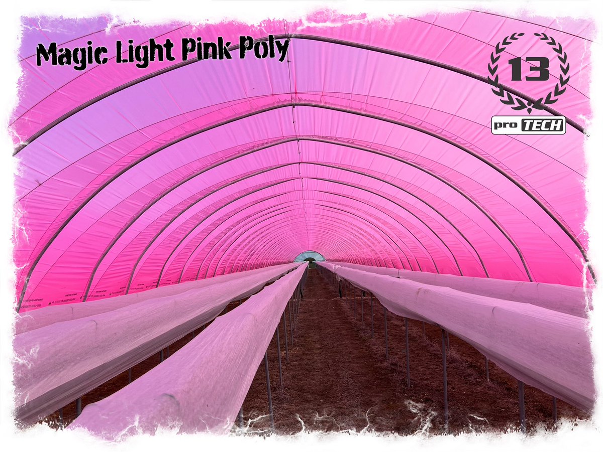 ProTechFuture's tweet image. Magic Light Pink Polythene with Cascade Technology is available now for limited commercial trials from January 2023. Please contact us for further details .

#magiclights #photosynthesis #lightspectrum #greenhousefilm #sunlight #agriculture #polythene #researchanddevelopment