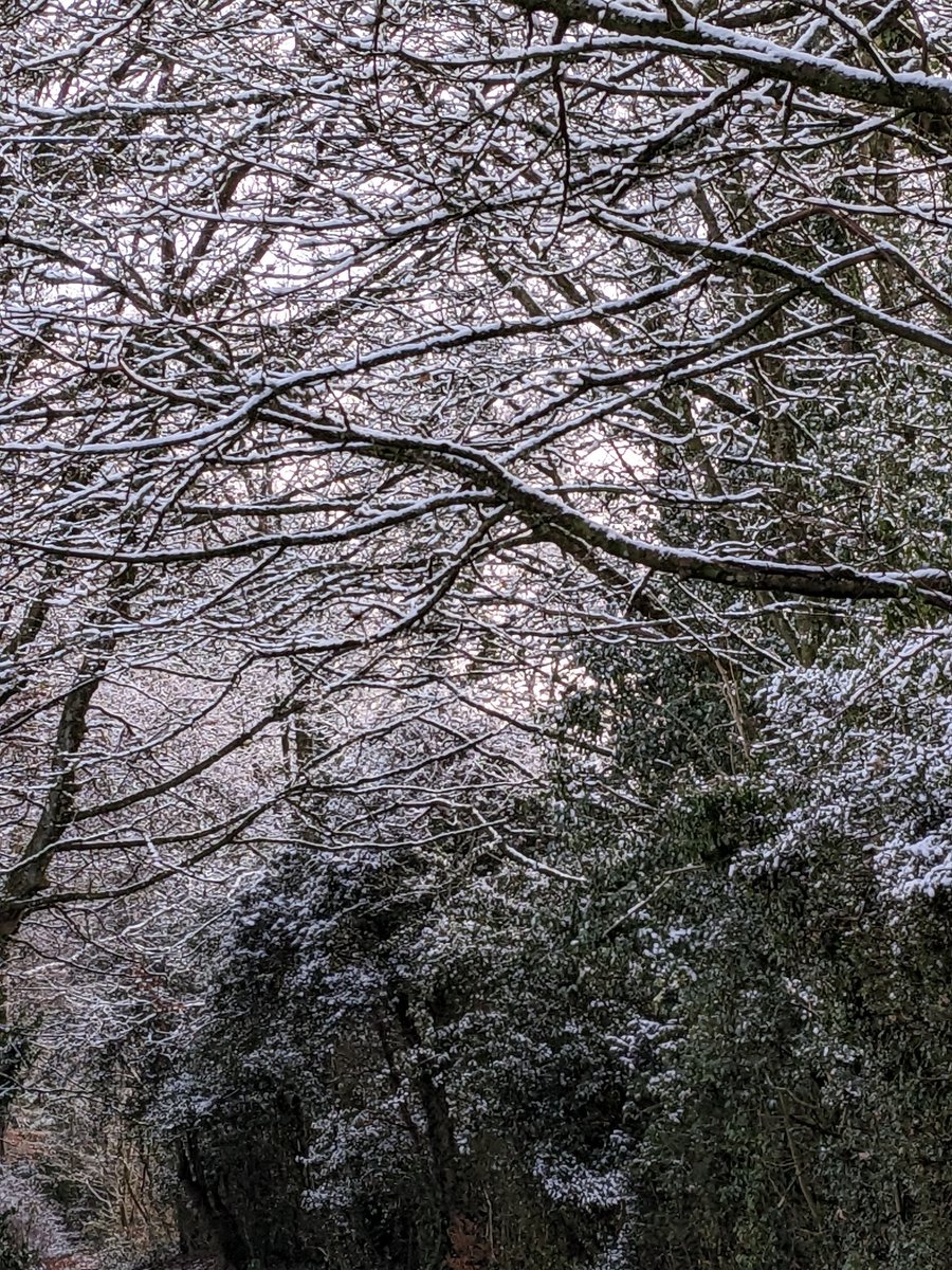 Winter wonderland at Devauden 🤍💙❄️💙 🤍🎄 could be a scene from a  film 🎥 @visit_mon @MonmouthshireCC #lovemonmouthshire #devauden #WinterWonderland