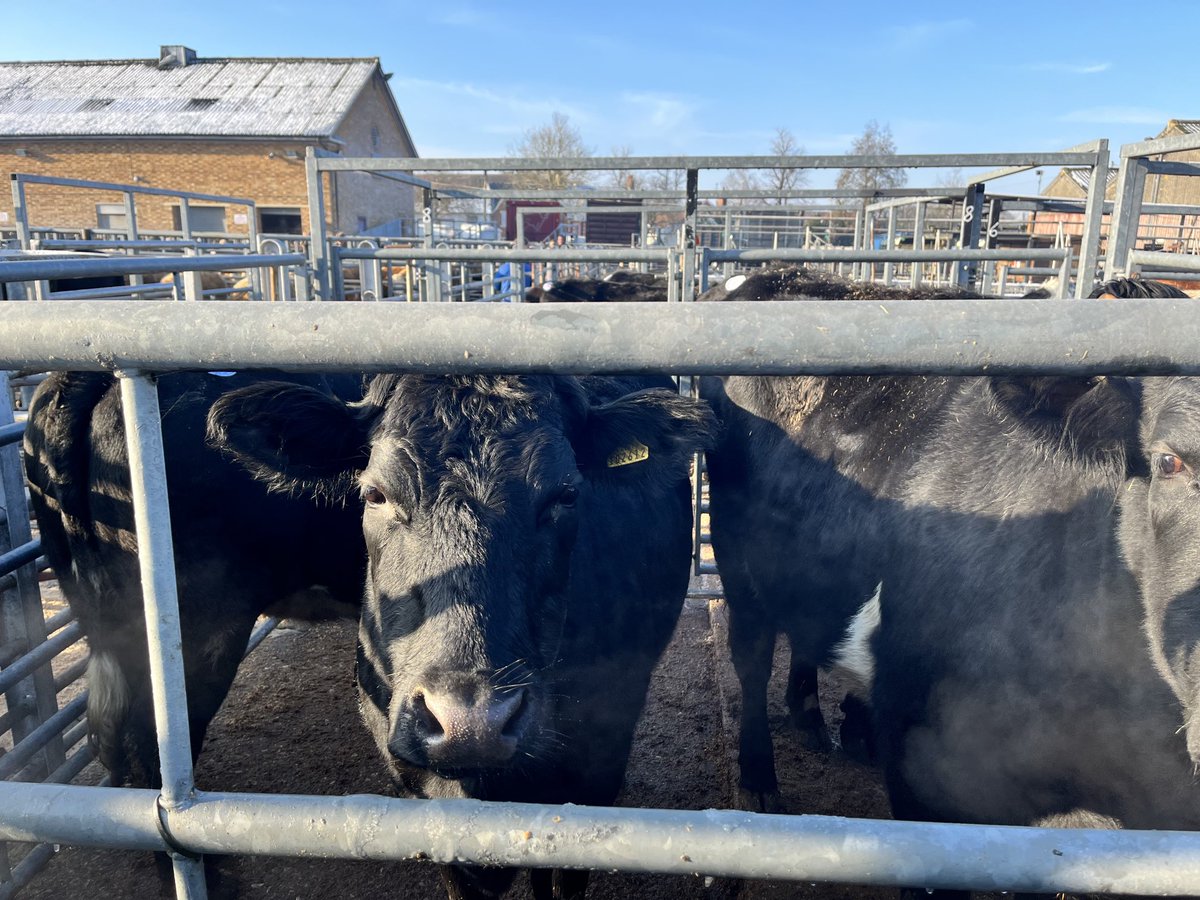 Great to see a thriving livestock market in Thame