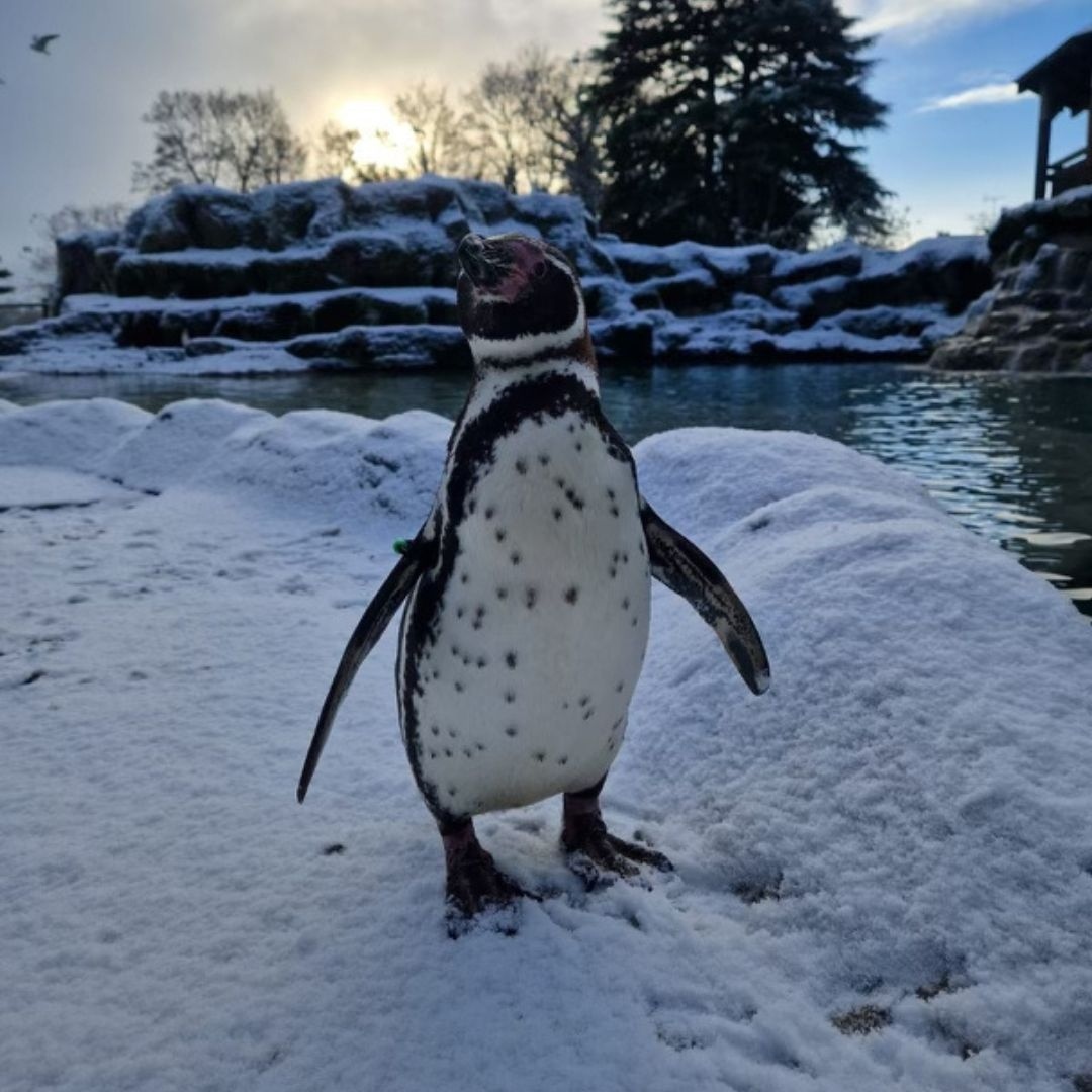 flamingolanduk's tweet photo. We had some snow at Flamingo Land this week ❄️ Check out some of our keeper snaps of the animals enjoying the snow 🌨

Thanks to Keeper Claudia, Keeper Ruth, Keeper Luke and Keeper Hedd for capturing these photos 📸

#animals #zooanimals #aniamlsinsnow #snowsnaps  #flamingoland https://t.co/ibsx1je38P