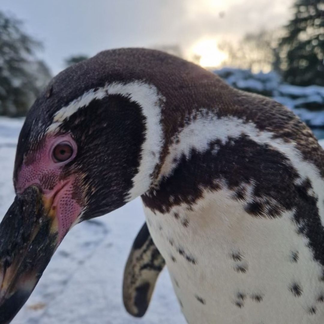flamingolanduk's tweet photo. We had some snow at Flamingo Land this week ❄️ Check out some of our keeper snaps of the animals enjoying the snow 🌨

Thanks to Keeper Claudia, Keeper Ruth, Keeper Luke and Keeper Hedd for capturing these photos 📸

#animals #zooanimals #aniamlsinsnow #snowsnaps  #flamingoland https://t.co/ibsx1je38P