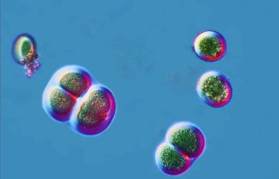 A cyanobacterial tapestry of multicoloured jellies in our Ares Station.

The treasure is growing, and there are possibly eight genres that will be described as new in the coming months🔝.

#astrobiology #Astrolandcience