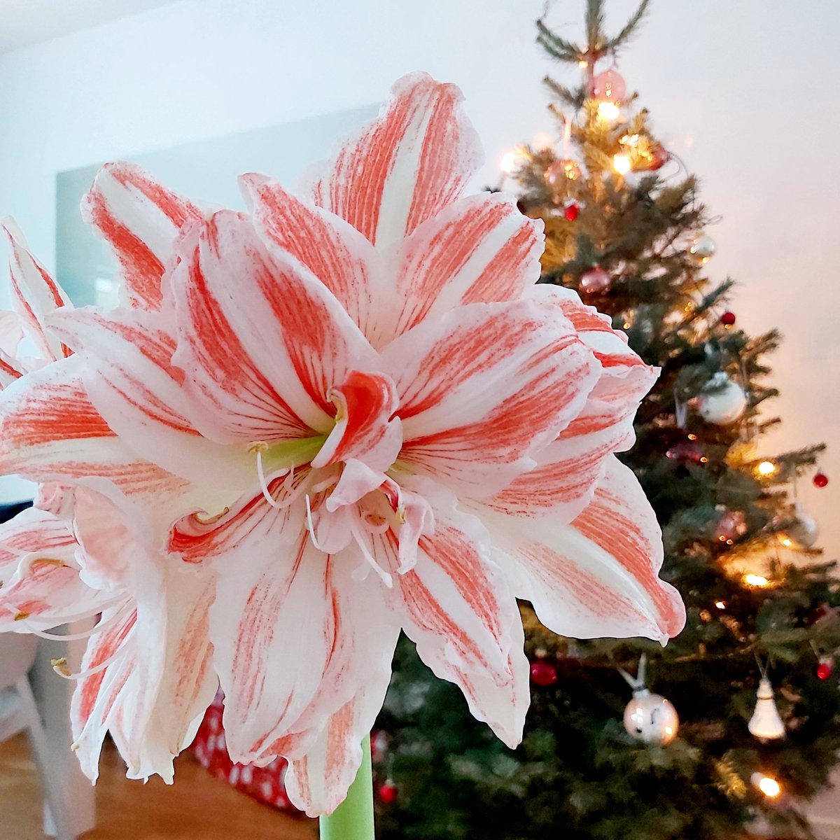 seppala_suvi's tweet photo. Joulun odotusta ❤🌺
K-kaupoista mitä ihanimmat joulukukat ❤🌺
Pirkka Parhaat amaryllis Suomi on kerrottukukkainen 2-vanainen amaryllis, kymmenen eri lajiketta.
@pirkkatuotteet @kryhma #kauniistikotimainen https://t.co/VAcuVSoaWq
