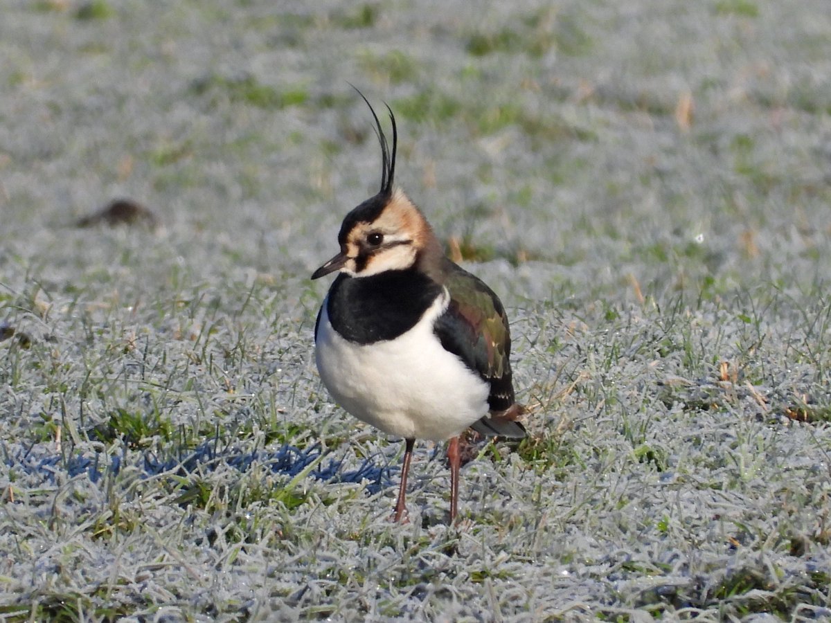Mightychub's tweet photo. 24 Lapwing this morning #WyverLaneNR on the frozen fields looking for food #Lifeinthefreezer @DerwentBirder @NatureUK @DanielCMartin1 #Winterbirding #Coldspell https://t.co/nMdi2yjhpe