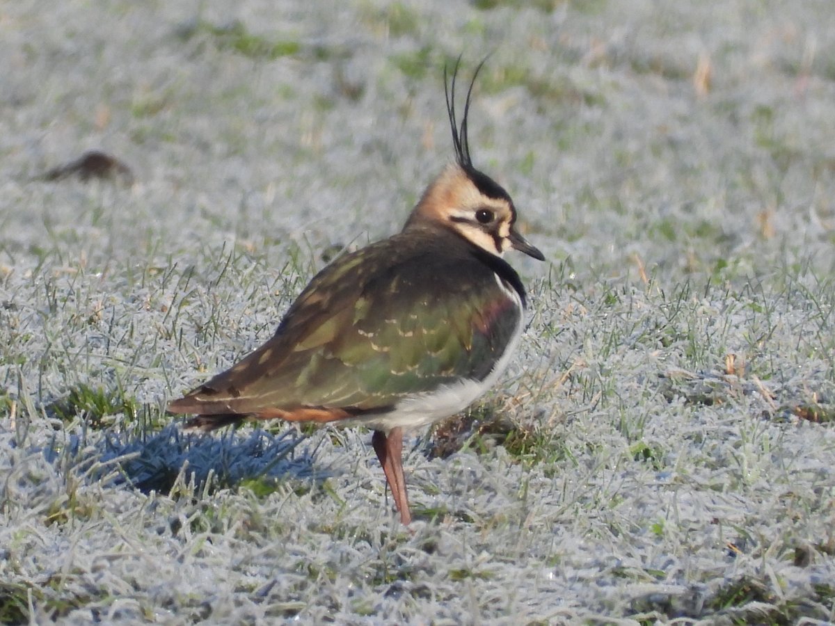 Mightychub's tweet photo. 24 Lapwing this morning #WyverLaneNR on the frozen fields looking for food #Lifeinthefreezer @DerwentBirder @NatureUK @DanielCMartin1 #Winterbirding #Coldspell https://t.co/nMdi2yjhpe