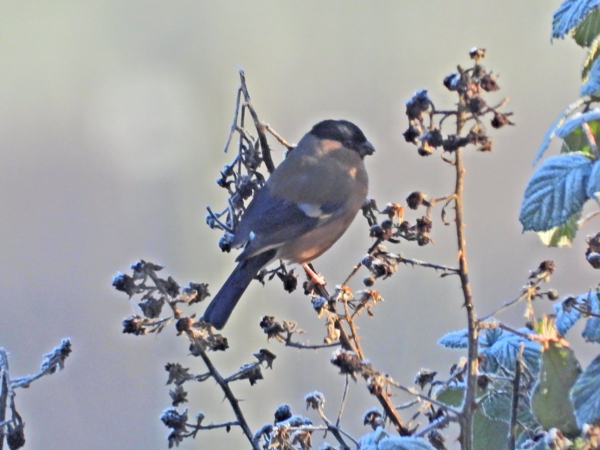 Mightychub's tweet image. #Coldspell #WyverLaneNR minus 5 this morning highlights 24 Teal 24 Lapwing Snipe Redwings Fieldfare Bullfinch Sparrowhawk Kestrel Nuthatch mixed tit flock frenzy @DerwentBirder @NatureUK @DanielCMartin1