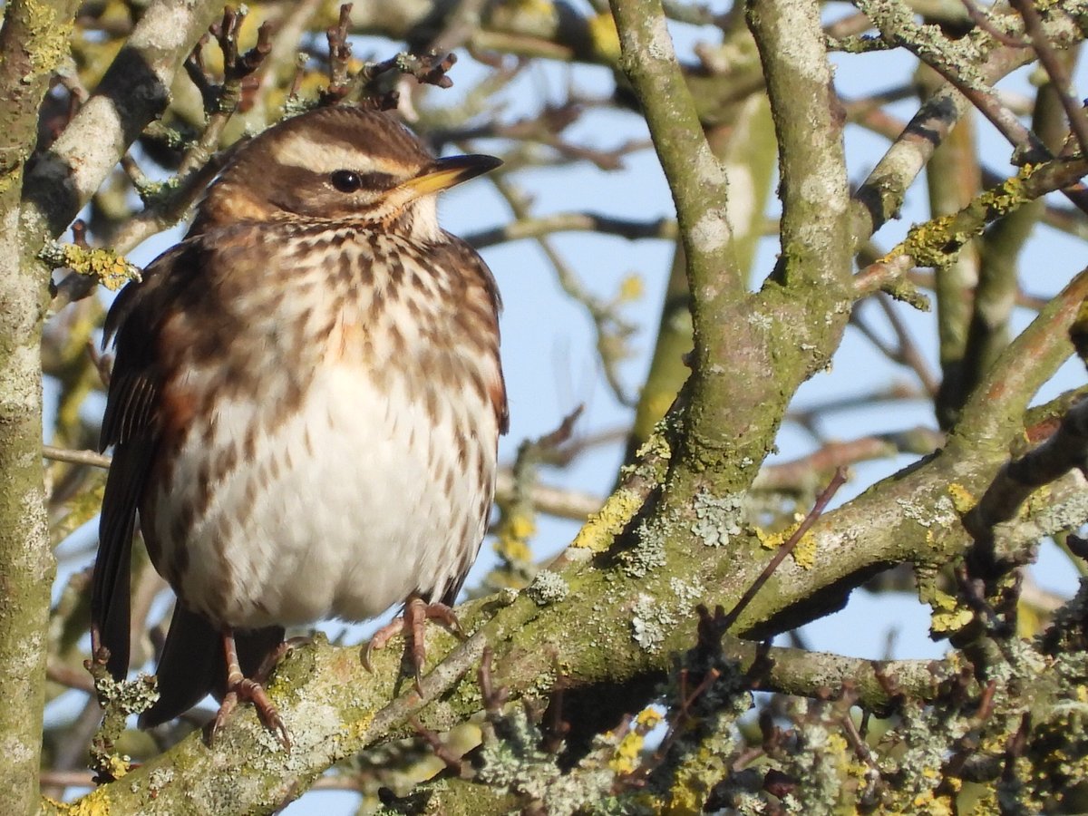 Mightychub's tweet image. #Coldspell #WyverLaneNR minus 5 this morning highlights 24 Teal 24 Lapwing Snipe Redwings Fieldfare Bullfinch Sparrowhawk Kestrel Nuthatch mixed tit flock frenzy @DerwentBirder @NatureUK @DanielCMartin1