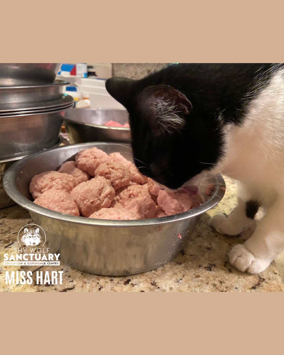 ShyWolfSanct's tweet photo. One of our lovable house cats, Miss Hart is doing a taste test for her furry friends. It's all natural to keep our beloved residents and rescues healthy, of course.
Get to know more about our resident animals and rescues here: https://t.co/VOlrwWA93J
#ShyWolfSanctuary #MissHart https://t.co/oNSEVpaSlt