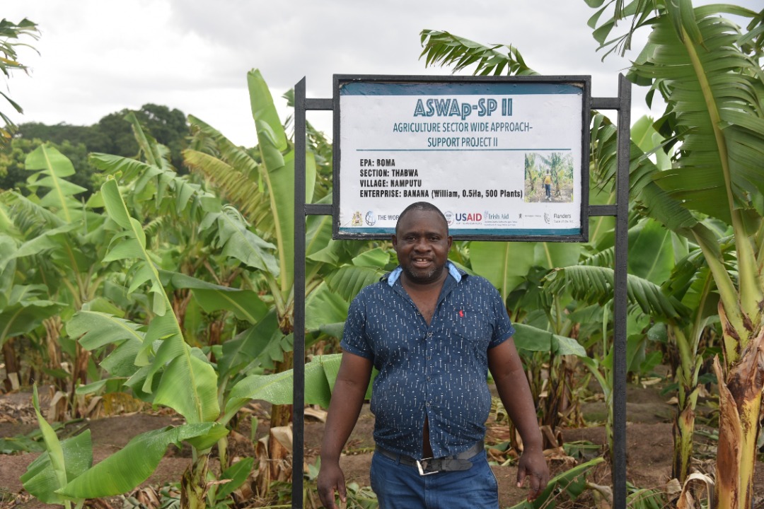 AswapSpii's tweet photo. Banana Bunchy Top Virus (BBTV) was responsible for the collapse of banana production in Malawi. BBTV affected livelihood of most farmers in the country mainly the southern region who used to count on bananas for a living. John Bokosi of Namputa village, https://t.co/Y0InpYHJCD
