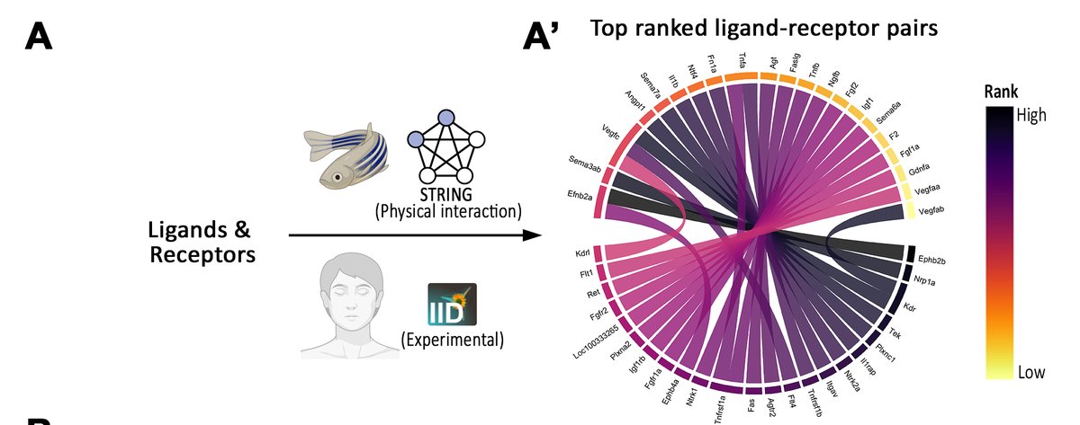 ZebrafishGroup's tweet image. We used #STRINGdb to build a zebrafish-specific ligand-receptor interactome database. We also added human interactions from IID database from Jurisica group 12/n