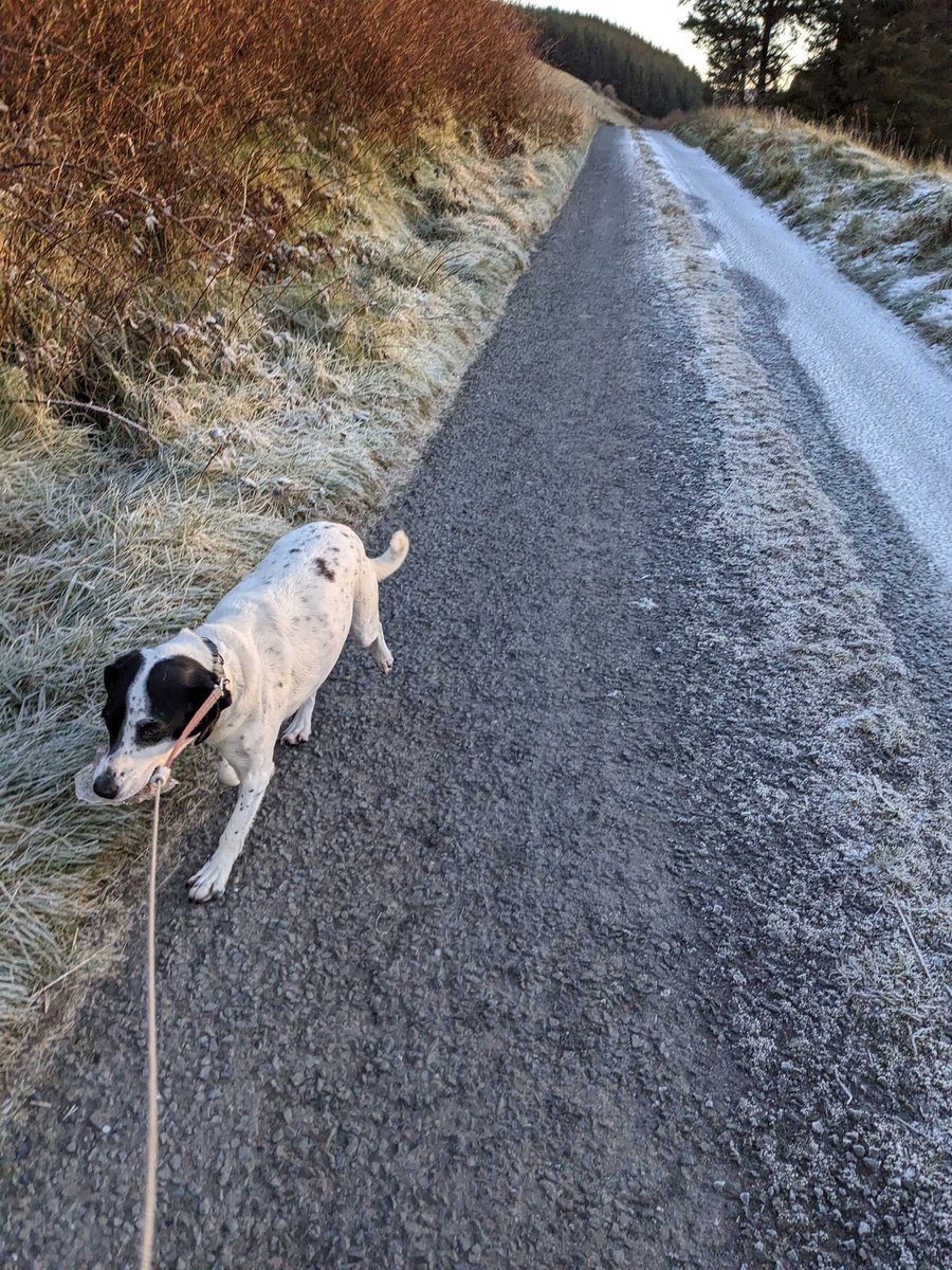 sallyannsbags's tweet photo. Snow clouds, ice crystals and a bonkers dog carrying a piece of ice home #morningwalk #icedog #Poppy https://t.co/Edegh7T4xO