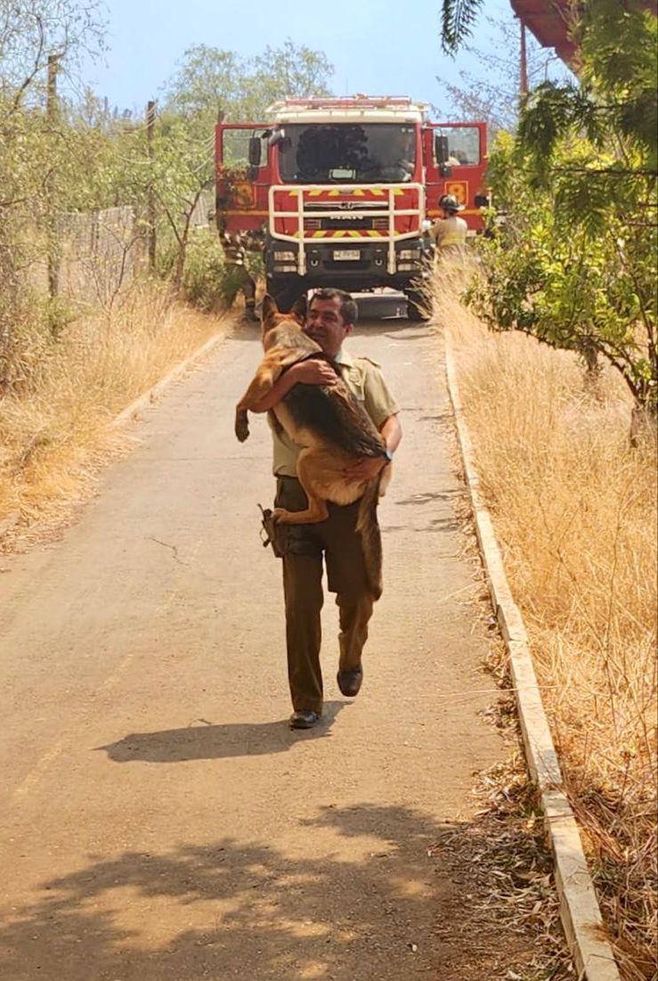 Porque todos somos importantes, Carabineros de la 6ª Comisaría cooperan en la evacuación de un perrito que estaba atrapado al interior de una parcela que se encontraba afectada por el incendio en #VillaAlemana. #CarabinerosDeTodos