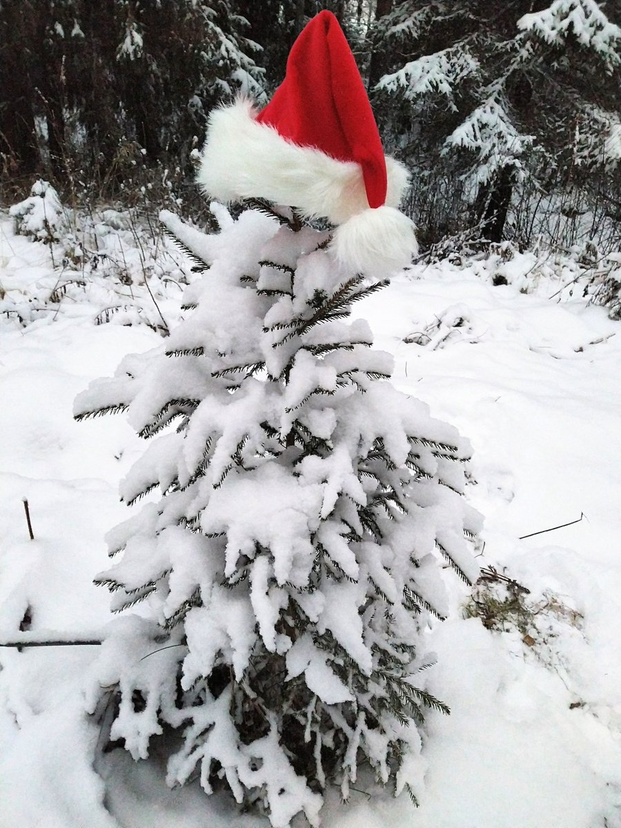 Hip hei! Joululoman viettoon ruotsin kokeen ja lounaan jälkeen. 🇸🇪🍽️ Rentouttavaa joululomaa kaikille! 🎅🏻🎄🎁
#matematiikkalinja #joululoma #joulu #christmasholiday #Christmas