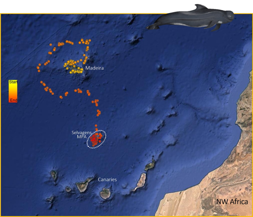 MARE-Madeira I Aquatic Research Institute tweet media