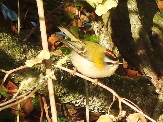 Kevinhale1973's tweet photo. 2 Firecrests in the hedgerows on Paizen Lane, Beer this afternoon were a bit of a surprise also 10+ Reed Buntings 2 Yellowhammer in nearby gamecrop #patch #firecrests #beerdevon https://t.co/3gX4DVM3Hb