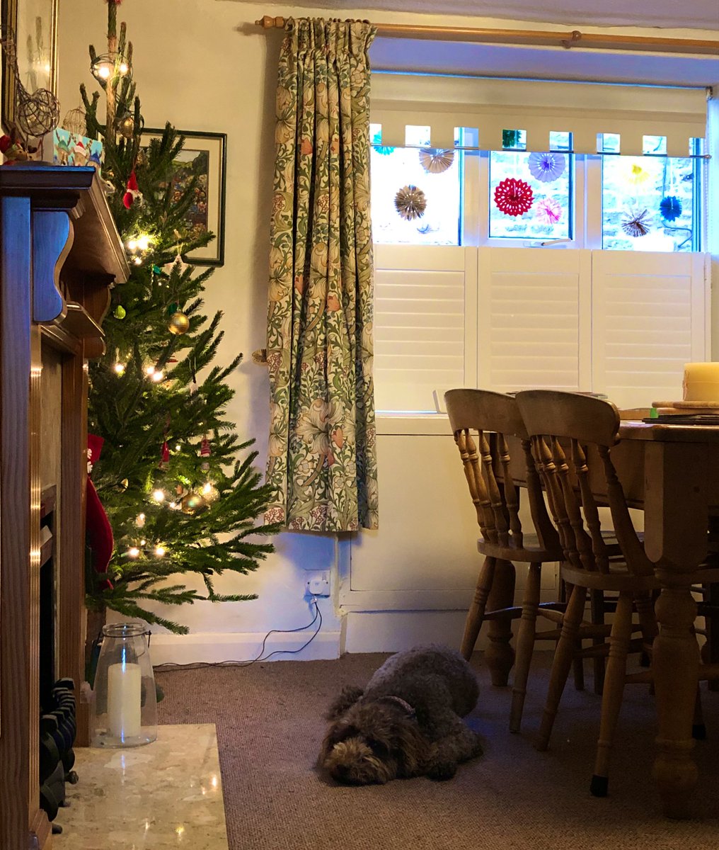 RanieriDog's tweet photo. It’s beginning to look a lot like Christmas… https://t.co/iwdBfRtPRu