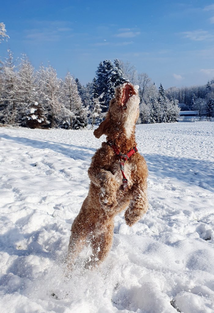 OodleLife tweet media