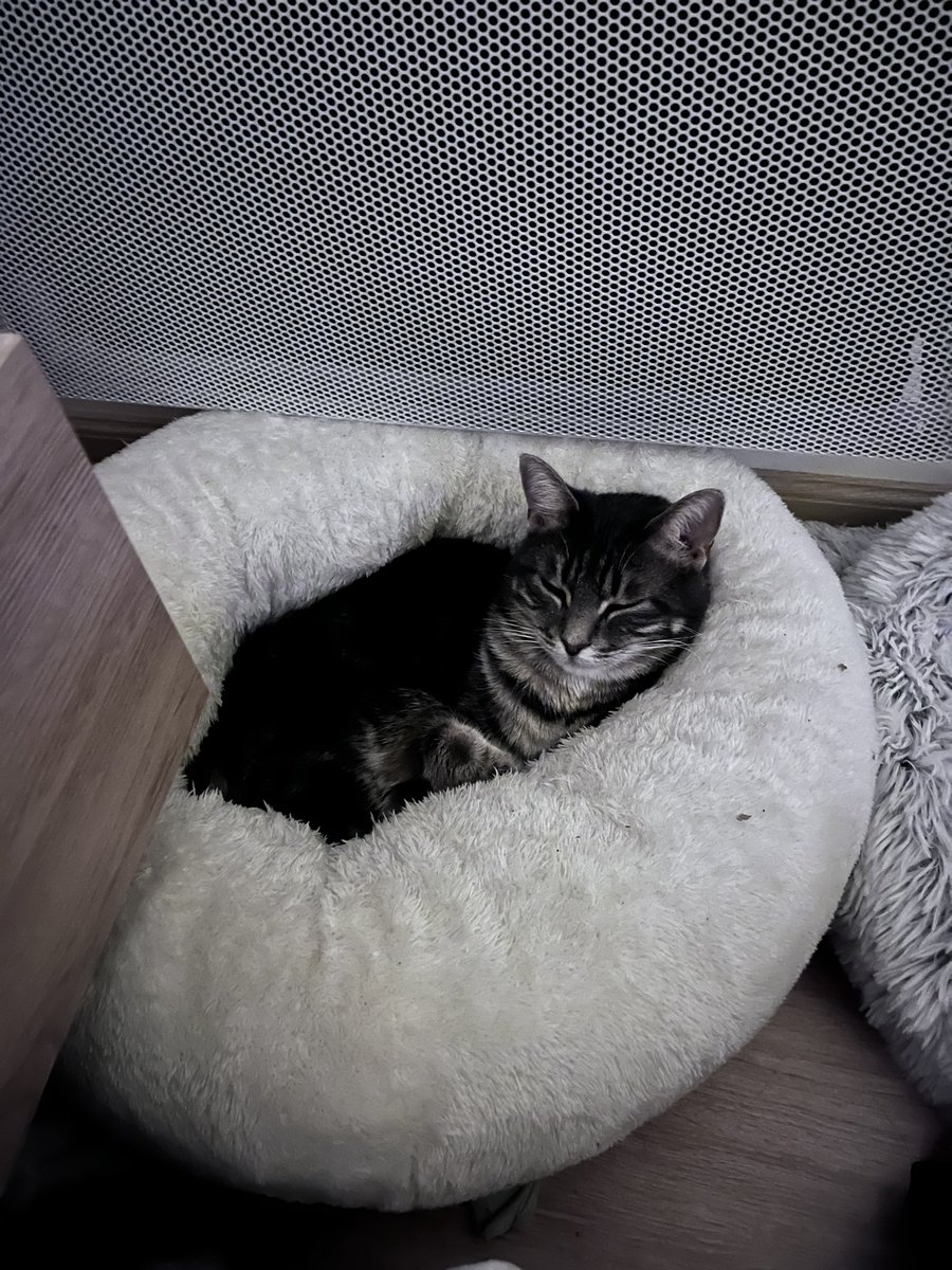 M1ssc0k4's tweet photo. @mythiXTrinity Tagada sur moi et tempête dans son petit donut ❤️ https://t.co/aNzRkZamhr