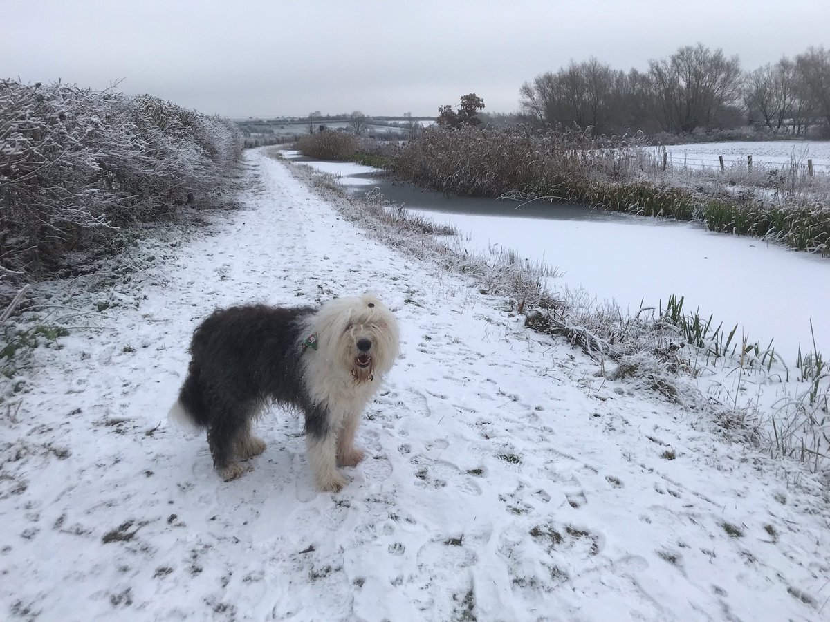caniscausa's tweet image. More frosty winter walkies along the canal. The humans say it’s extremely cold for where we live. I’m so glad I have my cosy fur coat on and don’t need an extra layer. The humans on the other hand I think could do with a bit more fur! 🐶❄️ #FrostyFriday #coldspell #baltic 🥶