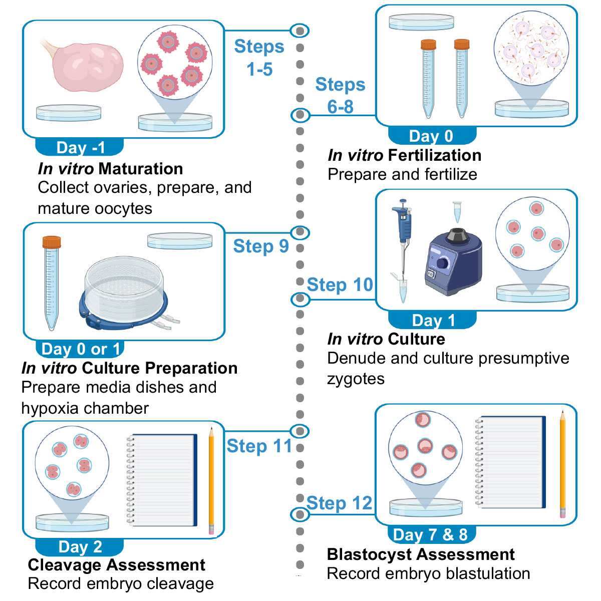 Savannah Speckhart, PhD (@slspeckhart) on Twitter photo Very excited to share our <a href="/STARProtocols/">STAR Protocols</a> in <a href="/CellPressNews/">Cell Press</a> about an updated protocol for in vitro bovine embryo production!
Big thanks to <a href="/LydiaKWooly/">Lydia Wooldridge</a> who showed me the ropes of IVF, and of course my supportive PhD advisor, <a href="/ealy_alan/">Ealy Lab</a> !
doi.org/10.1016/j.xpro… Very excited to share our <a href="/STARProtocols/">STAR Protocols</a> in <a href="/CellPressNews/">Cell Press</a> about an updated protocol for in vitro bovine embryo production!
Big thanks to <a href="/LydiaKWooly/">Lydia Wooldridge</a> who showed me the ropes of IVF, and of course my supportive PhD advisor, <a href="/ealy_alan/">Ealy Lab</a> !
doi.org/10.1016/j.xpro…