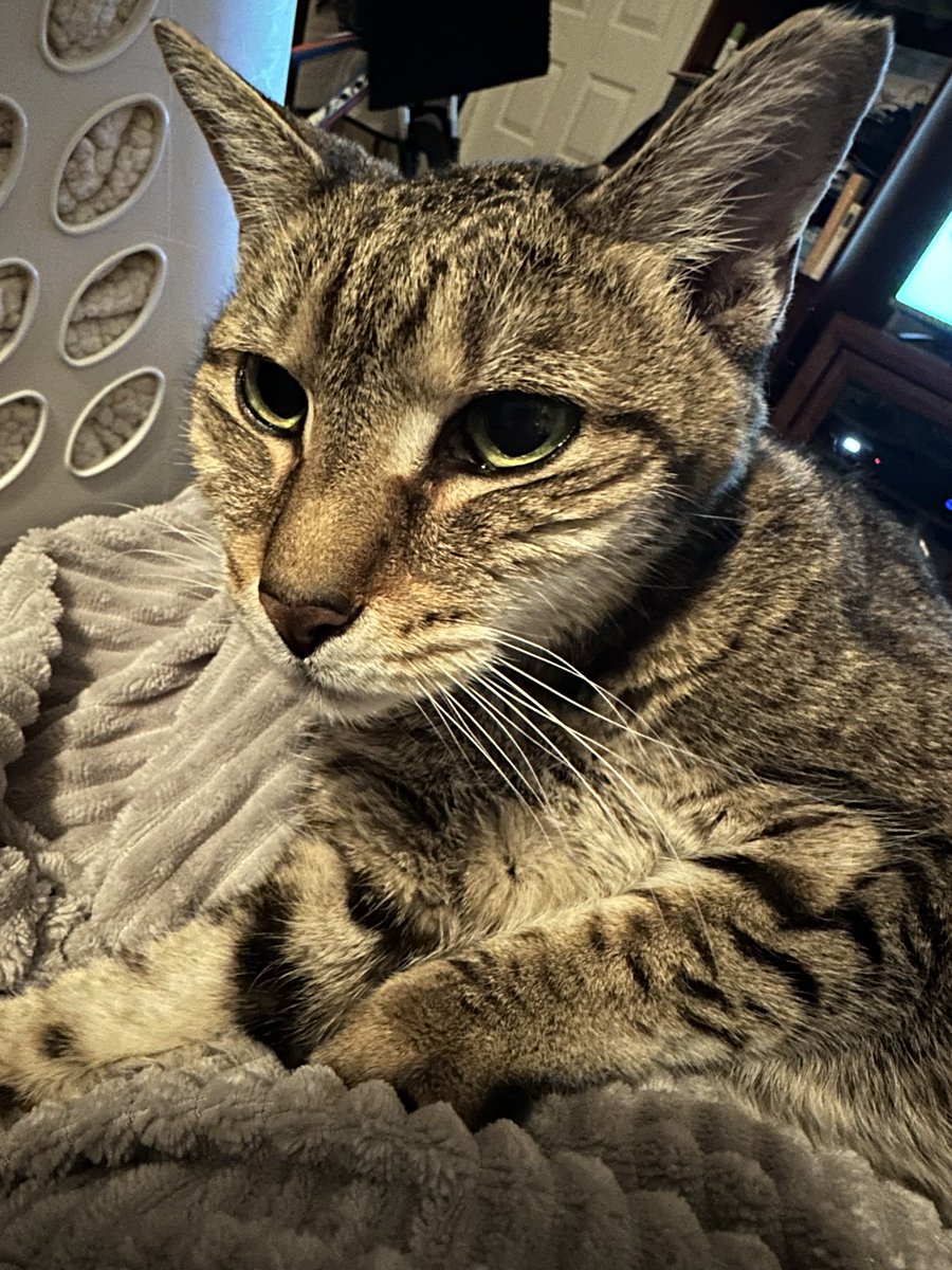 Feline Foursome 😻😹🙀😽 tweet media