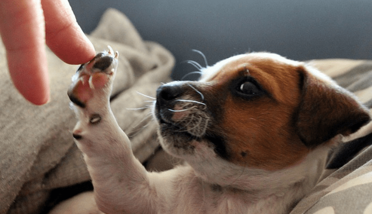 EsGenerales's tweet photo. Conozca algunas curiosidades sobre los perros.

Conozca al primer animal que fue domesticado por el hombre, su más fiel amigo y compañía. Lea este artículo y entérese de las más increíbles curiosidades......

#sentidosdelperro

https://t.co/7Fn3YIQIR0 https://t.co/zOdBL05iOo