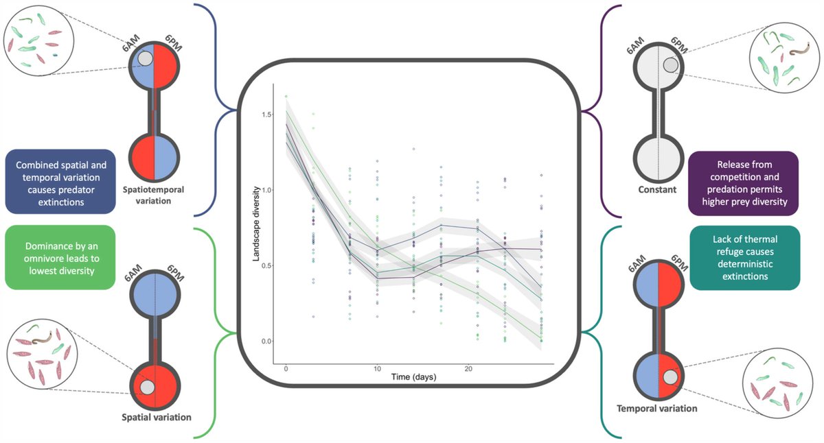 AnimalEcology's tweet photo. What impact does temperature variability have at the meta-community level? Thermal variation—spatial, temporal, or both—influences diversity trends and community composition through time.
Read the full article: https://t.co/VQ3QT6S5i8
@Ellie_Wolfe_

#ecology #ecologyresearch https://t.co/E5nZDB7bhA
