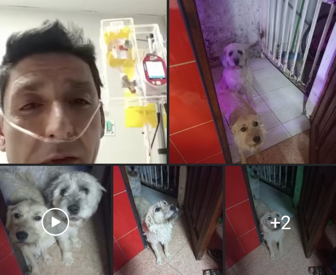 FranSNK's tweet photo. Urgente RT el dueño de estos perritos tiene cáncer terminal y pide que sean los dos adoptados por una misma familia que les de amor y un hogar. El  tiempo nos va en contra. Ayuden a difundir por favor +56949747498 ese es solo whatsapp o llamar 956636512 #ContigoCHV #chile #stgo https://t.co/NTBwvk0cMn