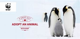 foxfinancebsc's tweet photo. Hello Fox Family ,

Would you like to earn double your money and get a holiday gift, while helping endangered species at the same time? Of course!

This is the perfect gift for the kids and animal lovers in your life.

https://t.co/WGYdpGfBHD https://t.co/lCsjt7qyjh