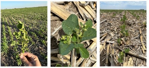 SalvadorVitell1's tweet photo. 🌱SOJA 22/23🚨

Según @AgrofyNews, la sequía afecta casi al 50% del cultivo de primera y hay productores que NO quieren sembrar.

En la zona núcleo hay 1,6 millones de hectáreas en estado regular y 400.000 hectáreas en mal estado; se observa una floración anticipada https://t.co/8DvgHN7WhR