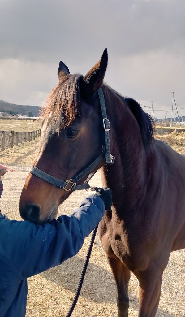 アナトとヒボンが揃うんだ！！！厩務員さんのツイートを競馬ハマりたての時期に見てて癒されてたから、無事に戻ってきてて嬉しい😊 