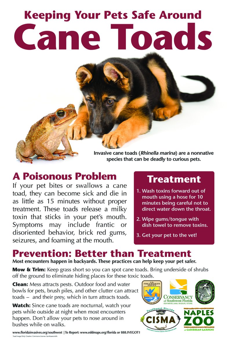 City of Weston on Twitter "When it comes to dealing with Cane Toads