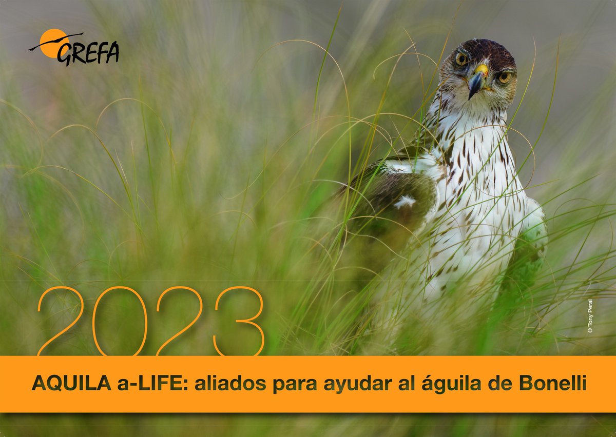 El águila de Bonelli y el proyecto AQUILA a-LIFE en favor de la recuperación de esta especie son los protagonista del Calendario de <a href="/GREFA_Fauna/">GREFA</a> de 2023. ¡No te lo pierdas! aquila-a-life.org/index.php/es/a…