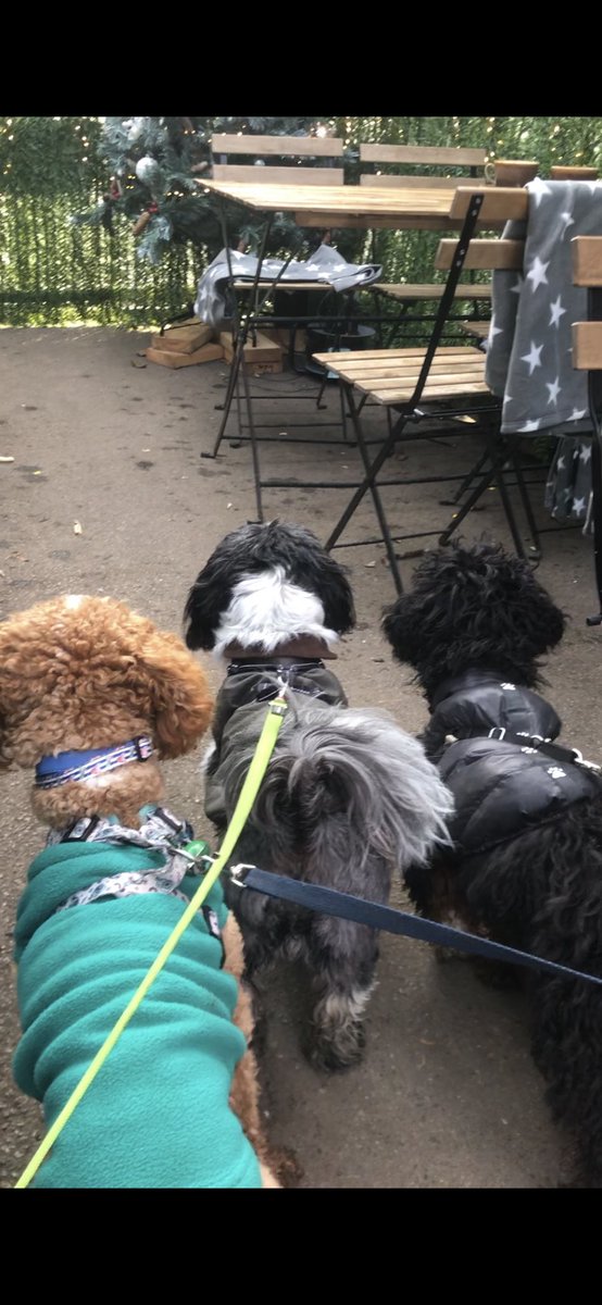 OliviaWoodhead4's tweet photo. Me and Buddy @BuddyGoodies had a lovely walk with Jill today and stopped for a cuppa….we met this cutie flying around 🥰
#meanwoodpark #dogwalk #robinbutnobatman #dogsoftwitter #dogsofwinter https://t.co/xMPgbyJwdN