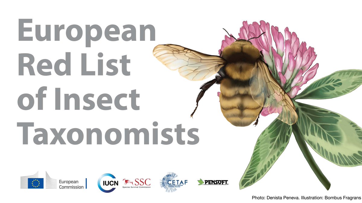 IUCNRedList's tweet photo. Experts in insect taxonomy “threatened by #extinction” reveals the first European Red List of Taxonomists.

https://t.co/8idjoHyMhy https://t.co/Xzd5C8v3rc
