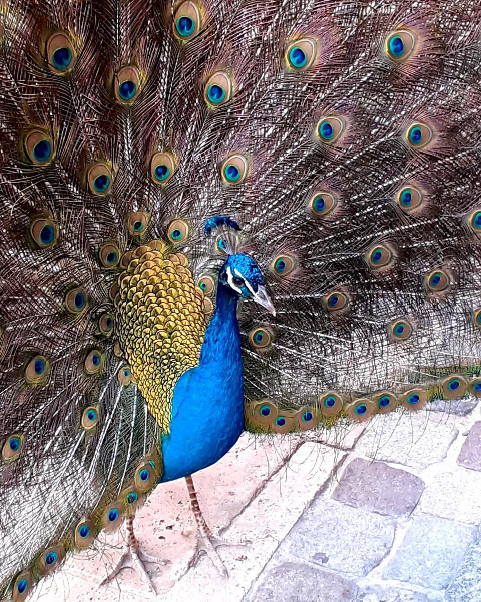 ilgsainttropez's tweet photo. ❤ ~ Et le votre de sapin, il est comment ?! 😅🎄 🦚
✓ https://t.co/bui8shpmIu
📸 @ Isabelle Goubert
#Bird #ElectricBlue #Natural #Art #Poan #sainttropez #sttropez #ilovegolfedesttropez & you ? https://t.co/5Jvl9yRkyh