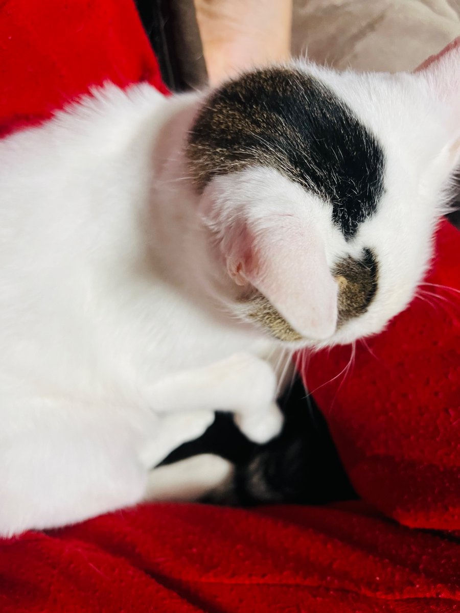 こんばんは🌆

足の間でぬくぬくにゃ😽

だんだんと寒くなってきましたねー❄️