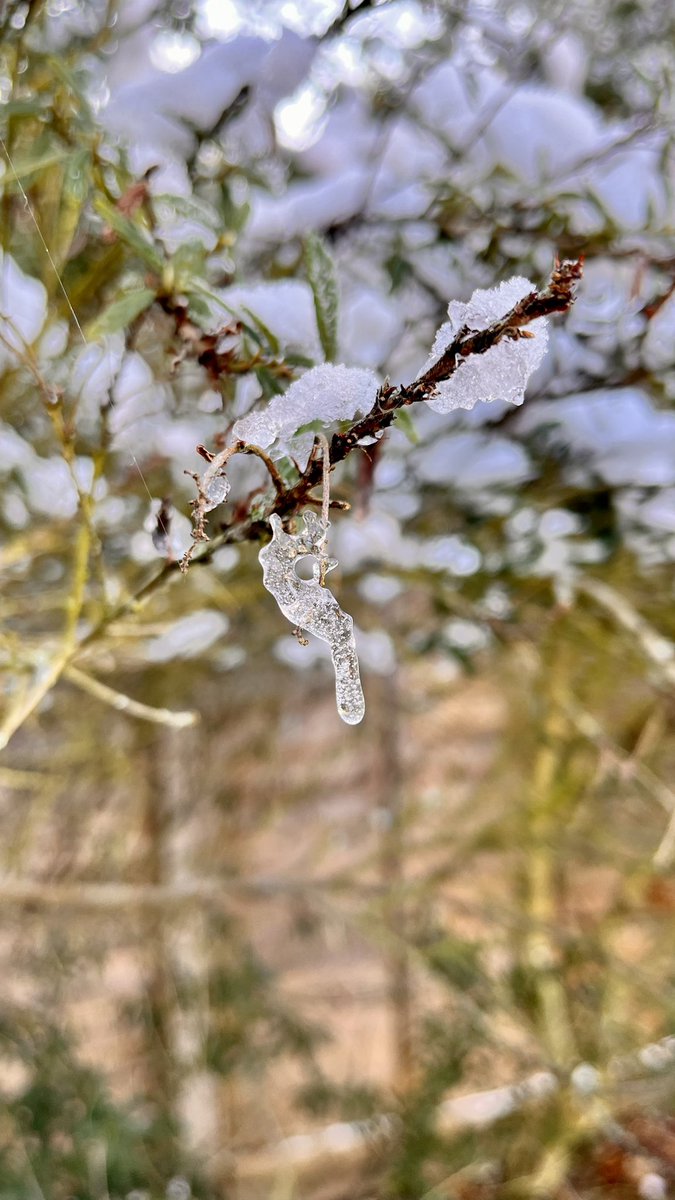 TellerMarie's tweet photo. Icicles! ❄️ #winter #wintery #ice #icicles #icicle #snow #snowy #snowphotography #snowphoto #icephoto #icephotography #december #cold #freezing #photo #photography #photographer #photooftheday #PhotographyIsArt #photographyislife #snowfall #snowday #Brrr #BrrrAlert #christmassy https://t.co/eW51RLZBFu
