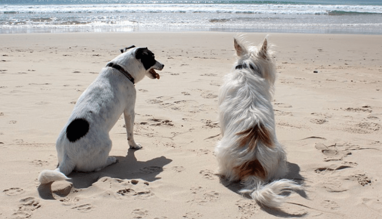 EsGenerales's tweet photo. Cómo tener unas excelentes vacaciones con tu mascota

Hoy en día son muchas las Aerolíneas, hoteles y lugares de atracción que permiten la entrada de animales acompañantes......

#ViajarconMascota #viajarconperro

https://t.co/y4XVscGZYC https://t.co/m7MQNoH8Aj