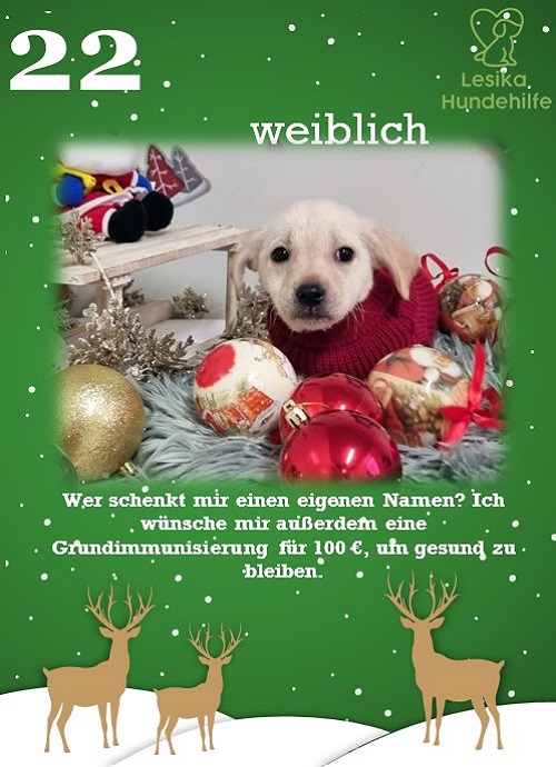 lesika_e's tweet photo. 22. TÜRCHEN WURDE GEÖFFNET🎄❤️🎄❤️

https://t.co/HBwm9s6GKz

Kontakt Welpen-Patenschaft:
Mail: Lisa@lesikamail.de

#LesikaHundehilfe #Tierrettung #christmas #Adventskalender #DogsofTwittter #dog #calender #puppy #welpen #AdoptDontShop #goodfeeling #spende #Donations https://t.co/EBoduM0w4b