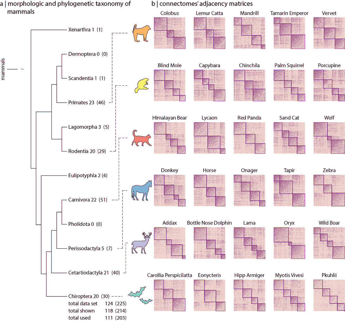 Bratislav Misic (@misicbata) on Twitter photo A connectomics-based taxonomy of mammals | doi.org/10.7554/eLife.…
Led by <a href="/Laura_E_Suarez/">Laura Suarez</a> + <a href="/YovelBatLab/">The Bat Lab</a> <a href="/martijnheuv/">martijnvandenheuvel</a> <a href="/spornslab/">Olaf Sporns</a> <a href="/YanivAssaf/">Yaniv Assaf</a> <a href="/g_lajoie_/">Guillaume Lajoie</a>
Do species with similar genetics and morphology also have similar brain network architecture? <a href="/eLife/">eLife - the journal</a> ⤵️ A connectomics-based taxonomy of mammals | doi.org/10.7554/eLife.…
Led by <a href="/Laura_E_Suarez/">Laura Suarez</a> + <a href="/YovelBatLab/">The Bat Lab</a> <a href="/martijnheuv/">martijnvandenheuvel</a> <a href="/spornslab/">Olaf Sporns</a> <a href="/YanivAssaf/">Yaniv Assaf</a> <a href="/g_lajoie_/">Guillaume Lajoie</a>
Do species with similar genetics and morphology also have similar brain network architecture? <a href="/eLife/">eLife - the journal</a> ⤵️