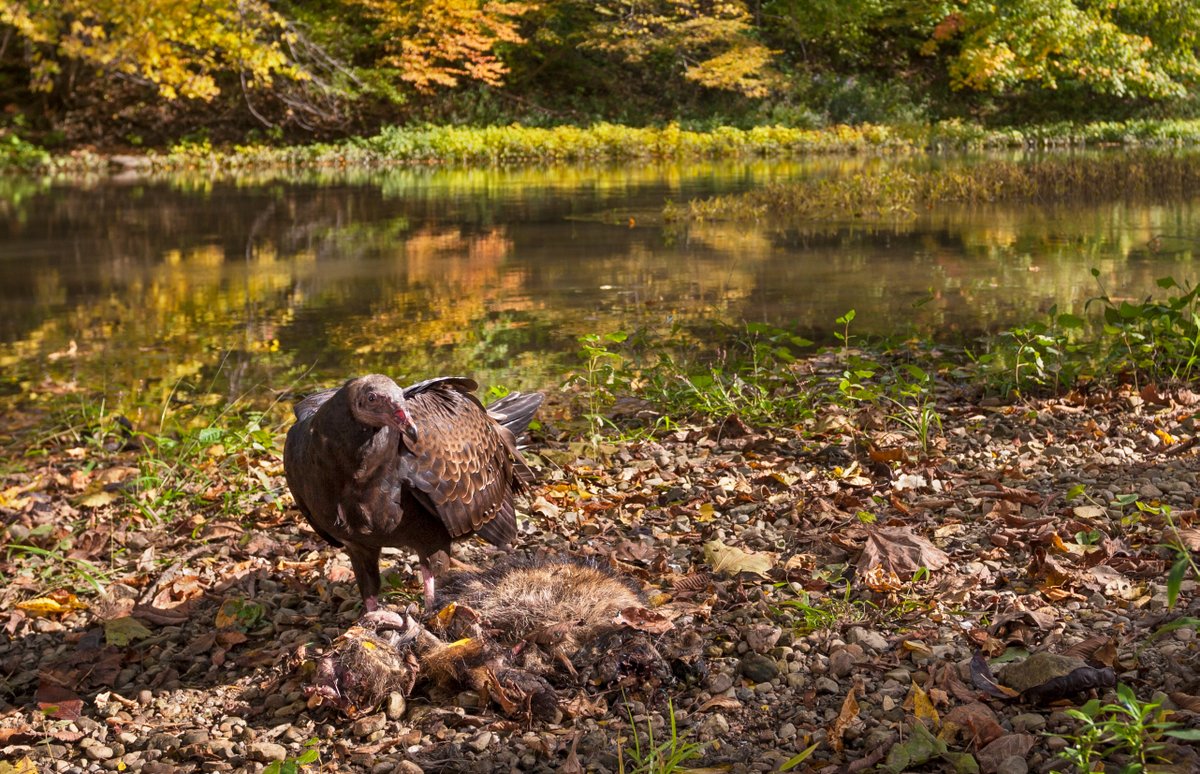 MarkRomesser's tweet photo. #CameraTraps detect wildlife a specific location and then triggers a remote camera. I use a TrailMaster TM1550 for these photos of wildlife along Darby Creek in central Ohio.
#NaturePhotography https://t.co/I5bjo40Ifc