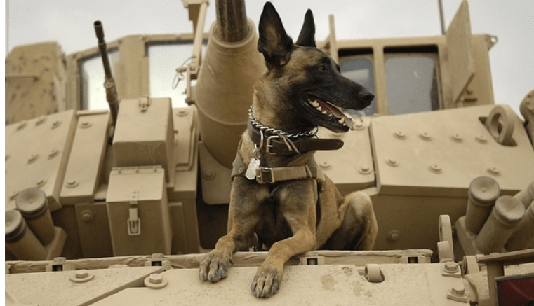 EsGenerales's tweet photo. Los grandes guerreros. Perros de guerra no tienen el reconocimiento debido

En la historia de la humanidad, siempre a los héroes de guerra se les suele galardonar por los logros realizados......

#perrosmaltratado #Reuters

https://t.co/xxZLSezbK6 https://t.co/vZdMTD686e