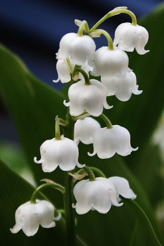 Lily of the valley